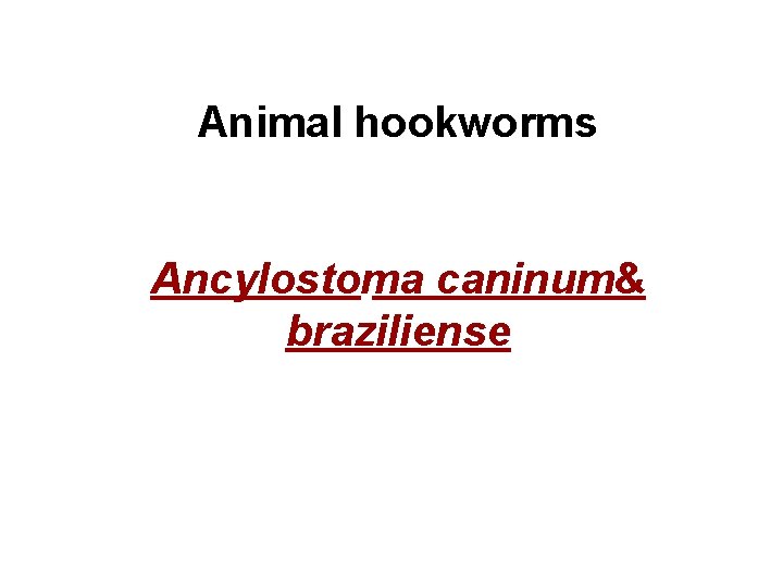 Animal hookworms Ancylostoma caninum& braziliense 