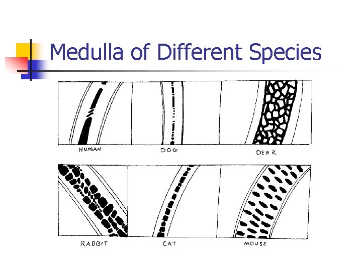 Medulla of Different Species 