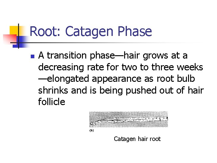 Root: Catagen Phase n A transition phase—hair grows at a decreasing rate for two