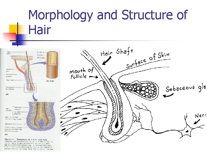 Morphology and Structure of Hair 