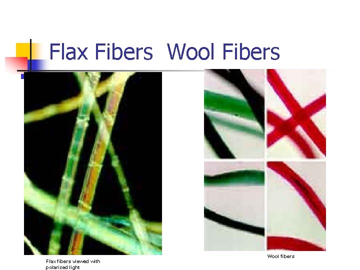 Flax Fibers Wool Fibers Flax fibers viewed with polarized light Wool fibers 