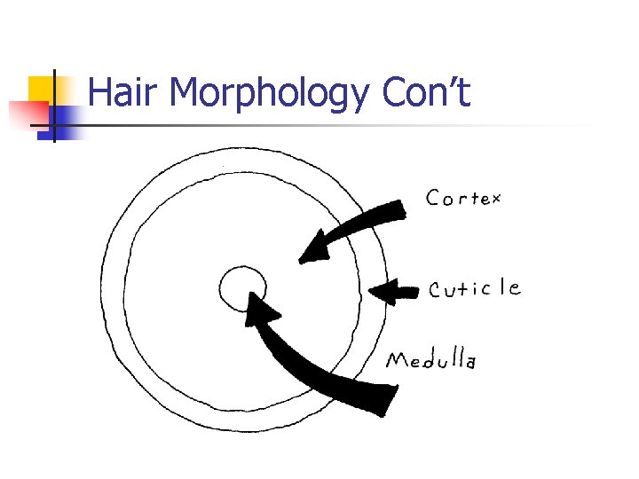 Hair Morphology Con’t 