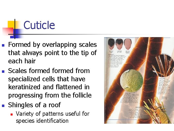 Cuticle n n n Formed by overlapping scales that always point to the tip