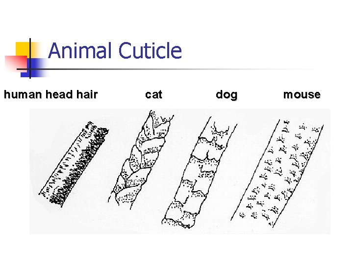 Animal Cuticle human head hair cat dog mouse 