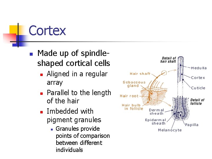 Cortex n Made up of spindleshaped cortical cells n n n Aligned in a