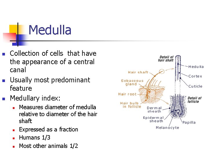 Medulla n n n Collection of cells that have the appearance of a central