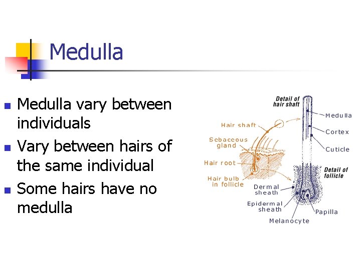 Medulla n n n Medulla vary between individuals Vary between hairs of the same