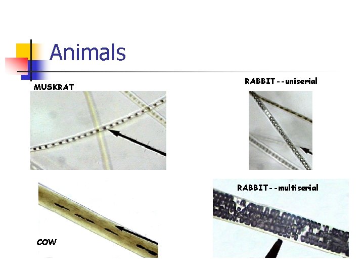 Animals MUSKRAT RABBIT--uniserial RABBIT--multiserial COW 