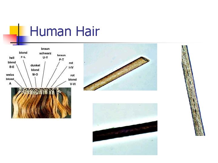 Human Hair 