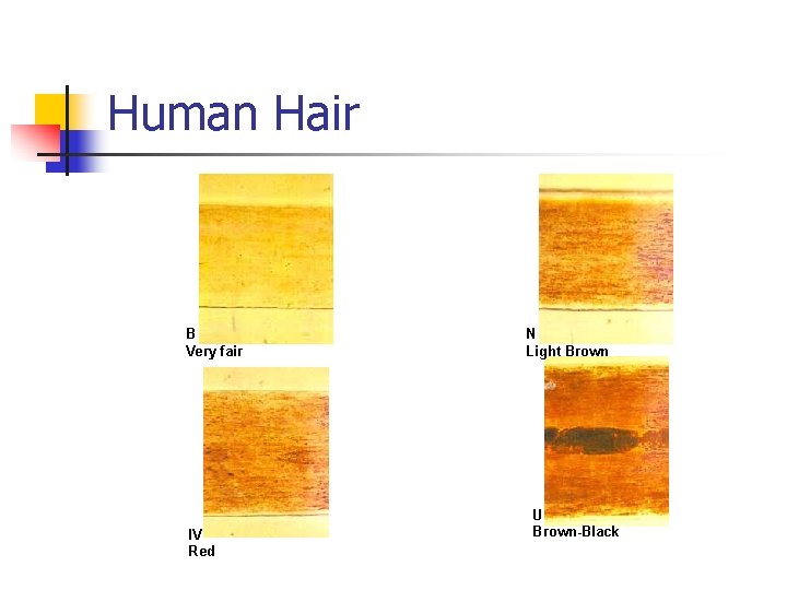 Human Hair B Very fair IV Red N Light Brown U Brown-Black 