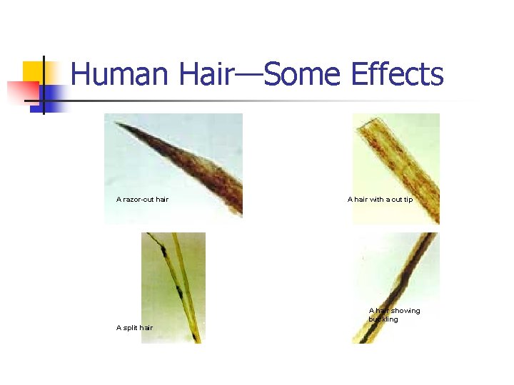 Human Hair—Some Effects A razor-cut hair A hair with a cut tip A hair