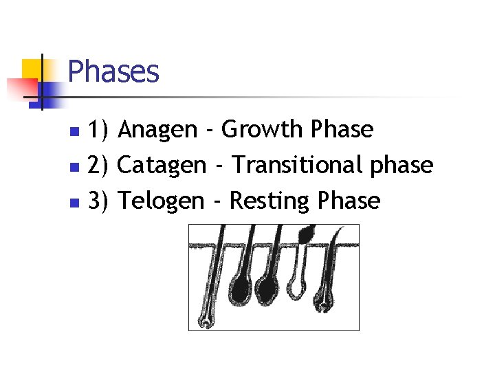 Phases 1) Anagen - Growth Phase n 2) Catagen - Transitional phase n 3)