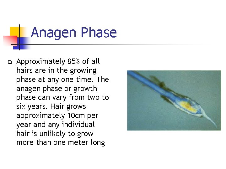 Anagen Phase q Approximately 85% of all hairs are in the growing phase at