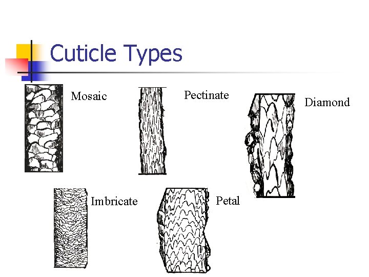 Cuticle Types Mosaic Imbricate Pectinate Petal Diamond 