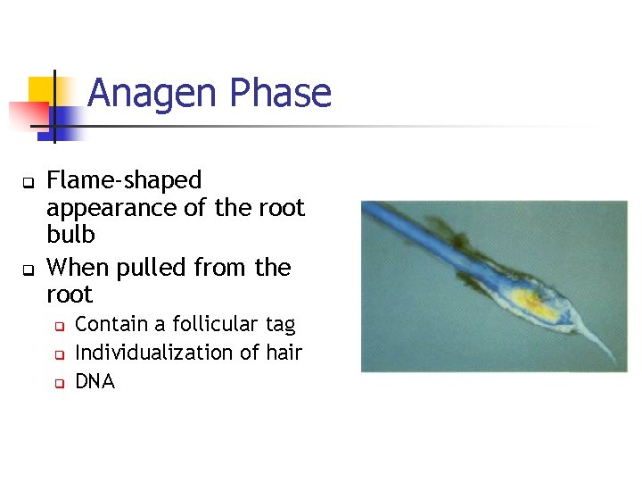 Anagen Phase q q Flame-shaped appearance of the root bulb When pulled from the