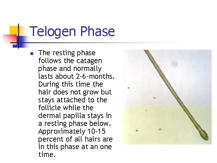 Telogen Phase n The resting phase follows the catagen phase and normally lasts about