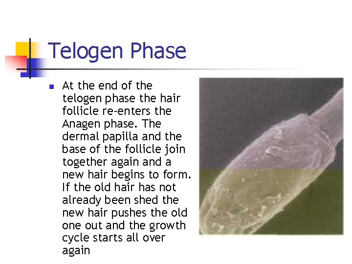 Telogen Phase n At the end of the telogen phase the hair follicle re-enters