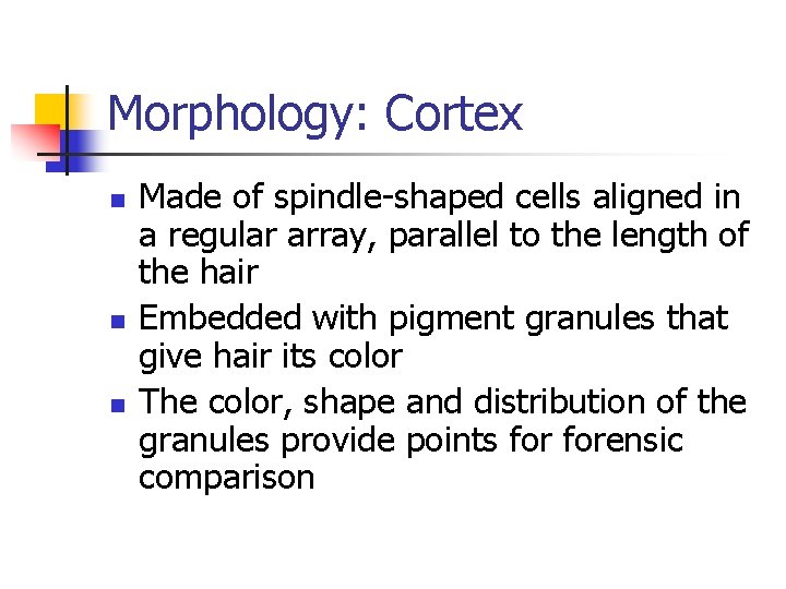 Morphology: Cortex n n n Made of spindle-shaped cells aligned in a regular array,