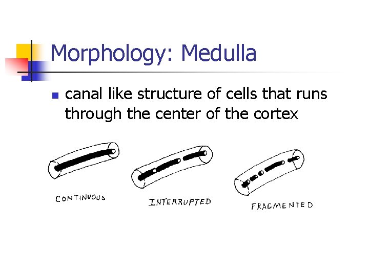 Morphology: Medulla n canal like structure of cells that runs through the center of