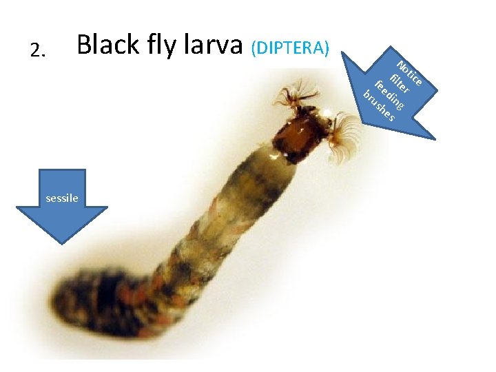 2. Black fly larva (DIPTERA) No tic f i fe lte e br edi