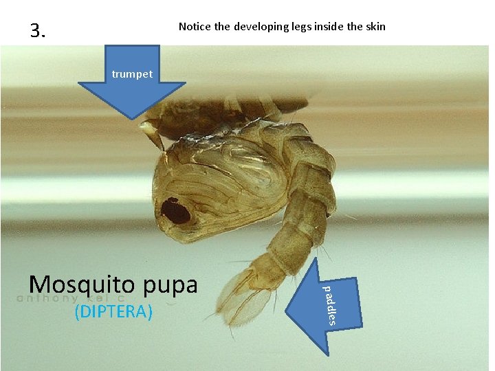 3. Notice the developing legs inside the skin trumpet (DIPTERA) paddles Mosquito pupa 