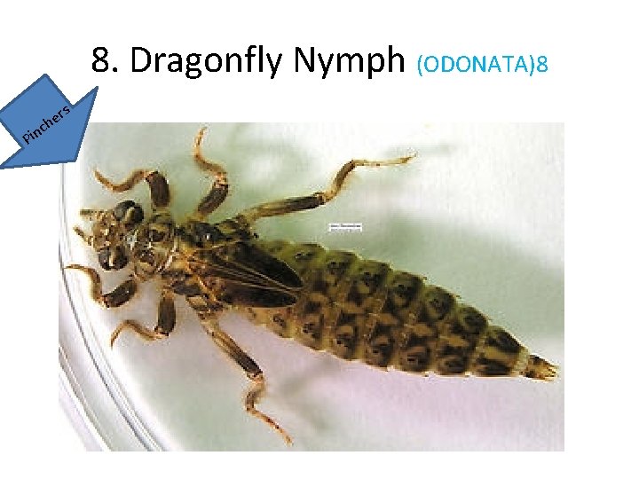 8. Dragonfly Nymph (ODONATA)8 c Pin s r he 