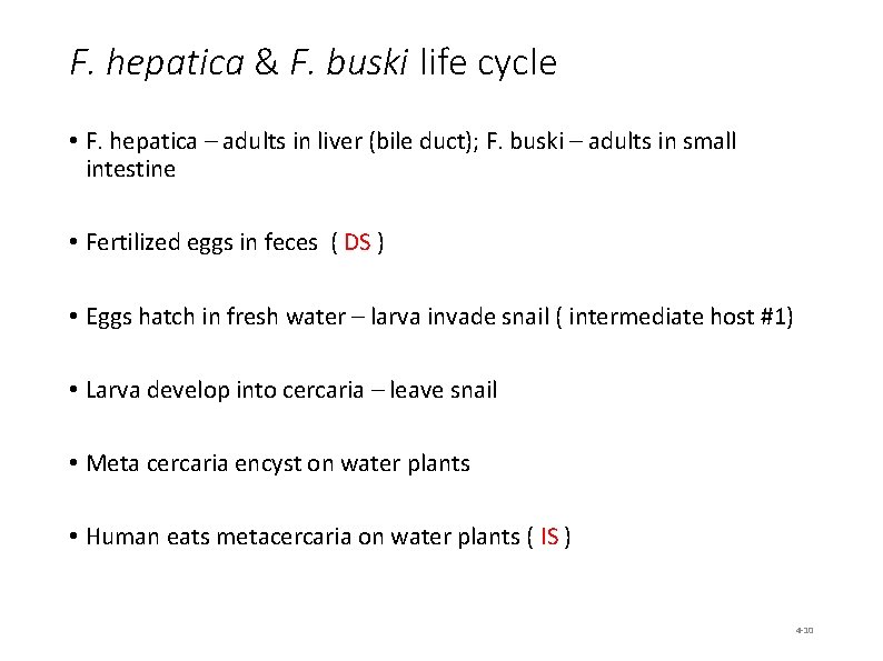 F. hepatica & F. buski life cycle • F. hepatica – adults in liver