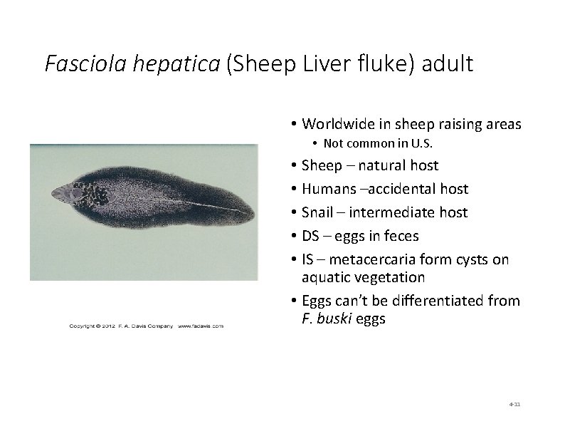 Fasciola hepatica (Sheep Liver fluke) adult • Worldwide in sheep raising areas • Not