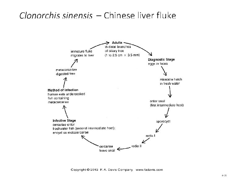 Clonorchis sinensis – Chinese liver fluke 4 -20 