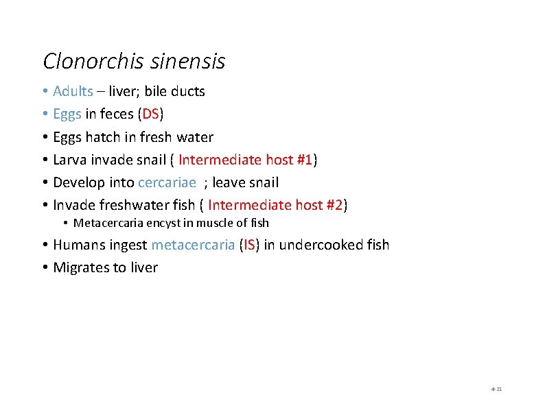 Clonorchis sinensis • Adults – liver; bile ducts • Eggs in feces (DS) •