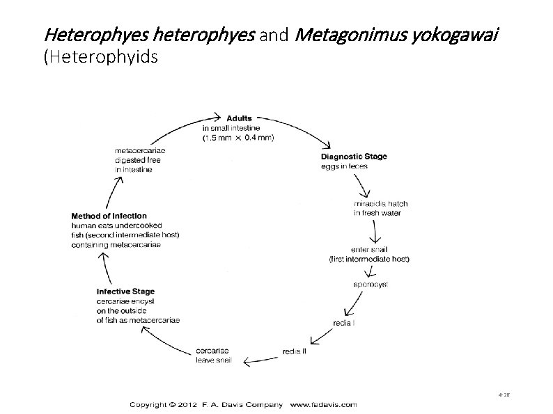 Heterophyes heterophyes and Metagonimus yokogawai (Heterophyids 4 -26 