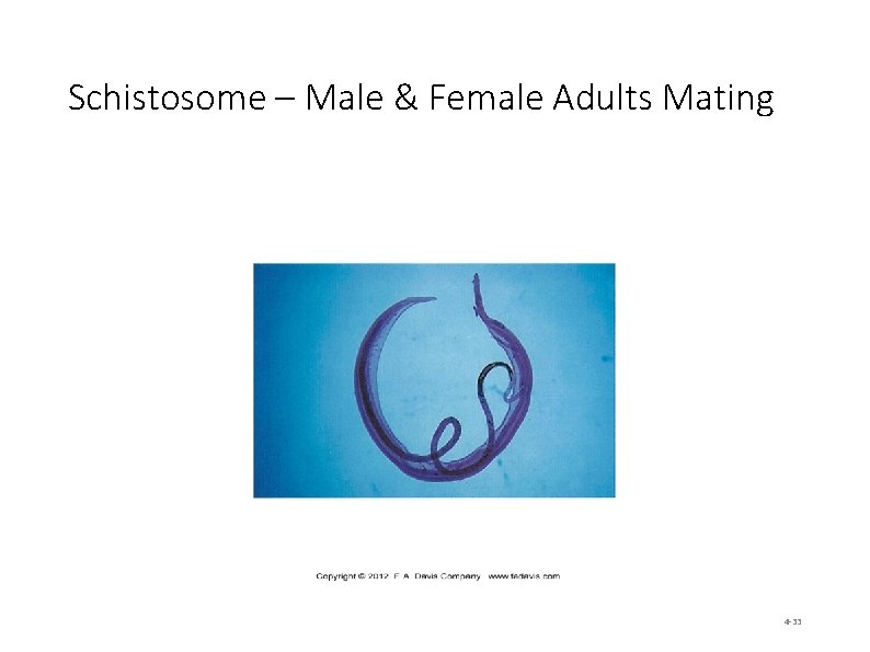 Schistosome – Male & Female Adults Mating 4 -33 