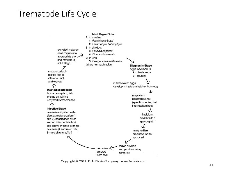 Trematode Life Cycle 4 -6 