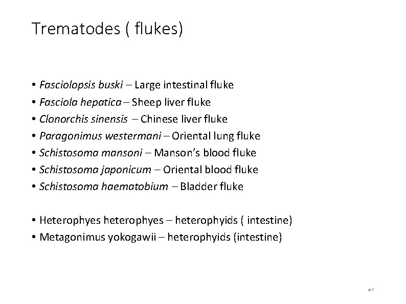 Trematodes ( flukes) • Fasciolopsis buski – Large intestinal fluke • Fasciola hepatica –
