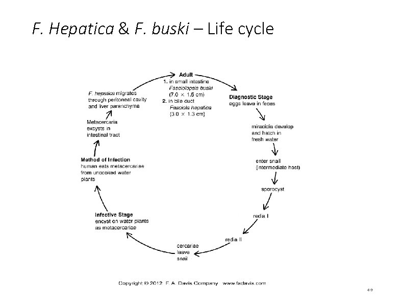 F. Hepatica & F. buski – Life cycle 4 -9 