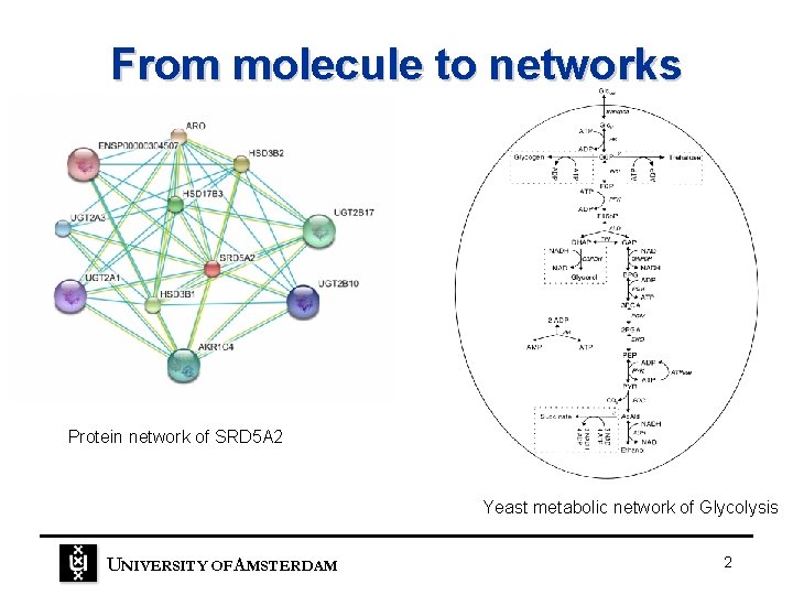 From molecule to networks Protein network of SRD 5 A 2 Yeast metabolic network From molecule to networks Protein network of SRD 5 A 2 Yeast metabolic network