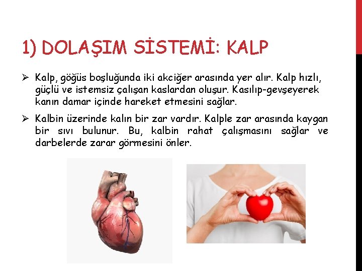 1) DOLAŞIM SİSTEMİ: KALP Ø Kalp, göğüs boşluğunda iki akciğer arasında yer alır. Kalp