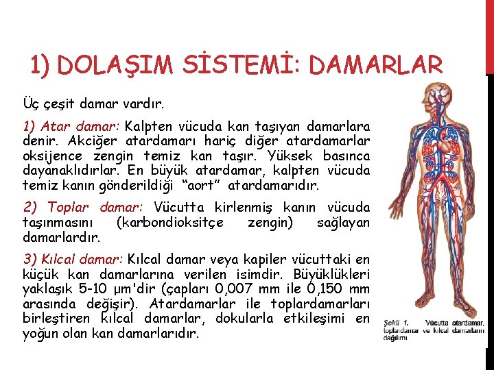 1) DOLAŞIM SİSTEMİ: DAMARLAR Üç çeşit damar vardır. 1) Atar damar: Kalpten vücuda kan