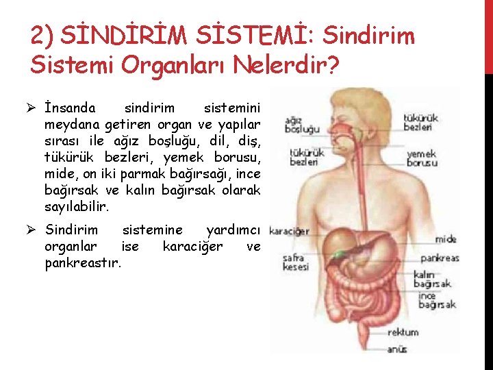 2) SİNDİRİM SİSTEMİ: Sindirim Sistemi Organları Nelerdir? Ø İnsanda sindirim sistemini meydana getiren organ