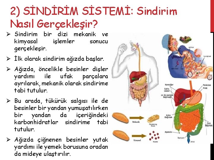 2) SİNDİRİM SİSTEMİ: Sindirim Nasıl Gerçekleşir? Ø Sindirim bir dizi mekanik ve kimyasal işlemler