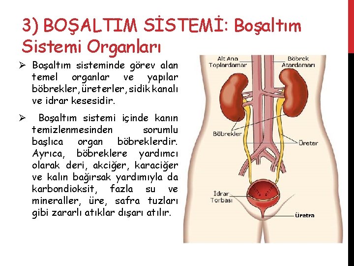 3) BOŞALTIM SİSTEMİ: Boşaltım Sistemi Organları Ø Boşaltım sisteminde görev alan temel organlar ve