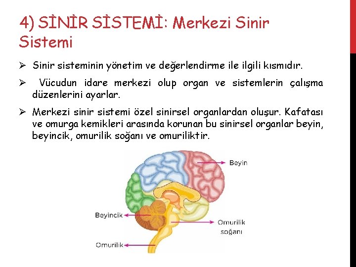 4) SİNİR SİSTEMİ: Merkezi Sinir Sistemi Ø Sinir sisteminin yönetim ve değerlendirme ilgili kısmıdır.