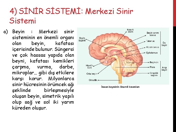 4) SİNİR SİSTEMİ: Merkezi Sinir Sistemi a) Beyin : Merkezi sinir sisteminin en önemli