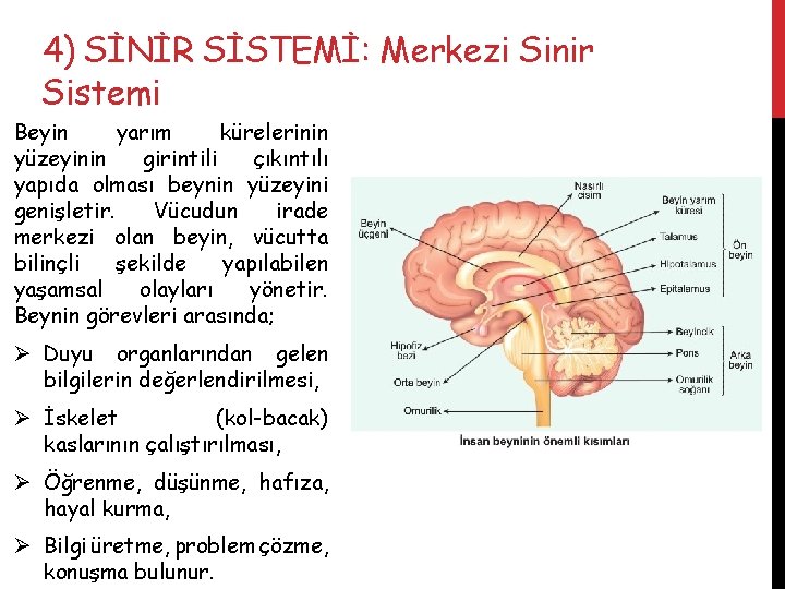 4) SİNİR SİSTEMİ: Merkezi Sinir Sistemi Beyin yarım kürelerinin yüzeyinin girintili çıkıntılı yapıda olması