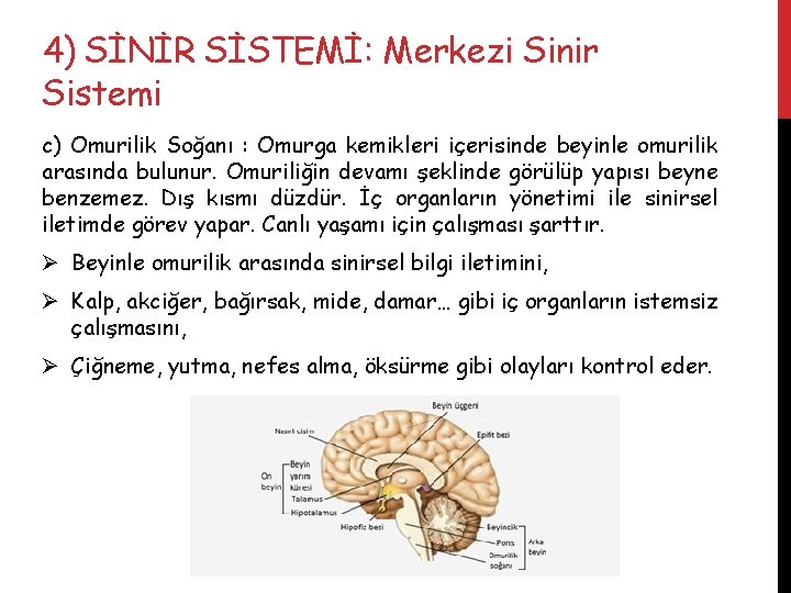 4) SİNİR SİSTEMİ: Merkezi Sinir Sistemi c) Omurilik Soğanı : Omurga kemikleri içerisinde beyinle