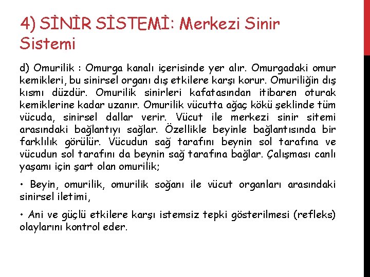 4) SİNİR SİSTEMİ: Merkezi Sinir Sistemi d) Omurilik : Omurga kanalı içerisinde yer alır.