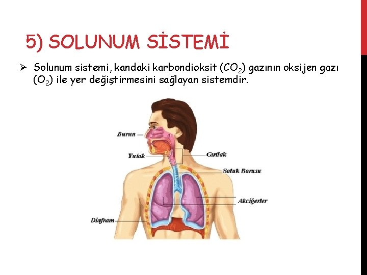 5) SOLUNUM SİSTEMİ Ø Solunum sistemi, kandaki karbondioksit (CO 2) gazının oksijen gazı (O