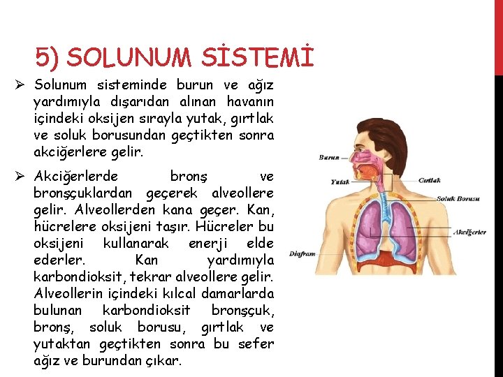 5) SOLUNUM SİSTEMİ Ø Solunum sisteminde burun ve ağız yardımıyla dışarıdan alınan havanın içindeki