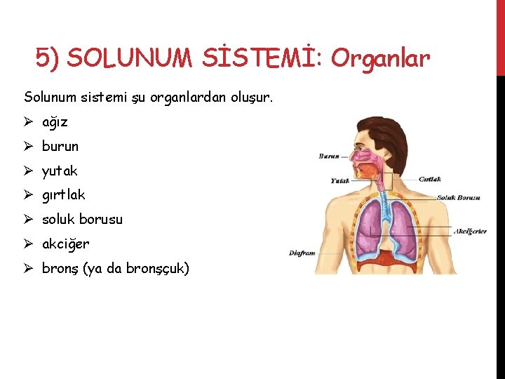 5) SOLUNUM SİSTEMİ: Organlar Solunum sistemi şu organlardan oluşur. Ø ağız Ø burun Ø
