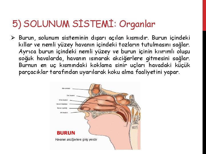 5) SOLUNUM SİSTEMİ: Organlar Ø Burun, solunum sisteminin dışarı açılan kısmıdır. Burun içindeki kıllar